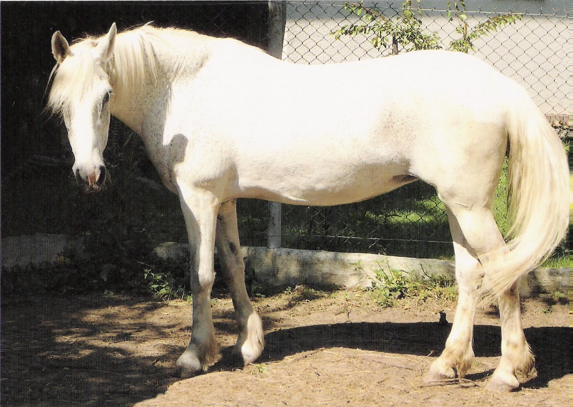 200. Kříženka araba ROMANCE.jpg