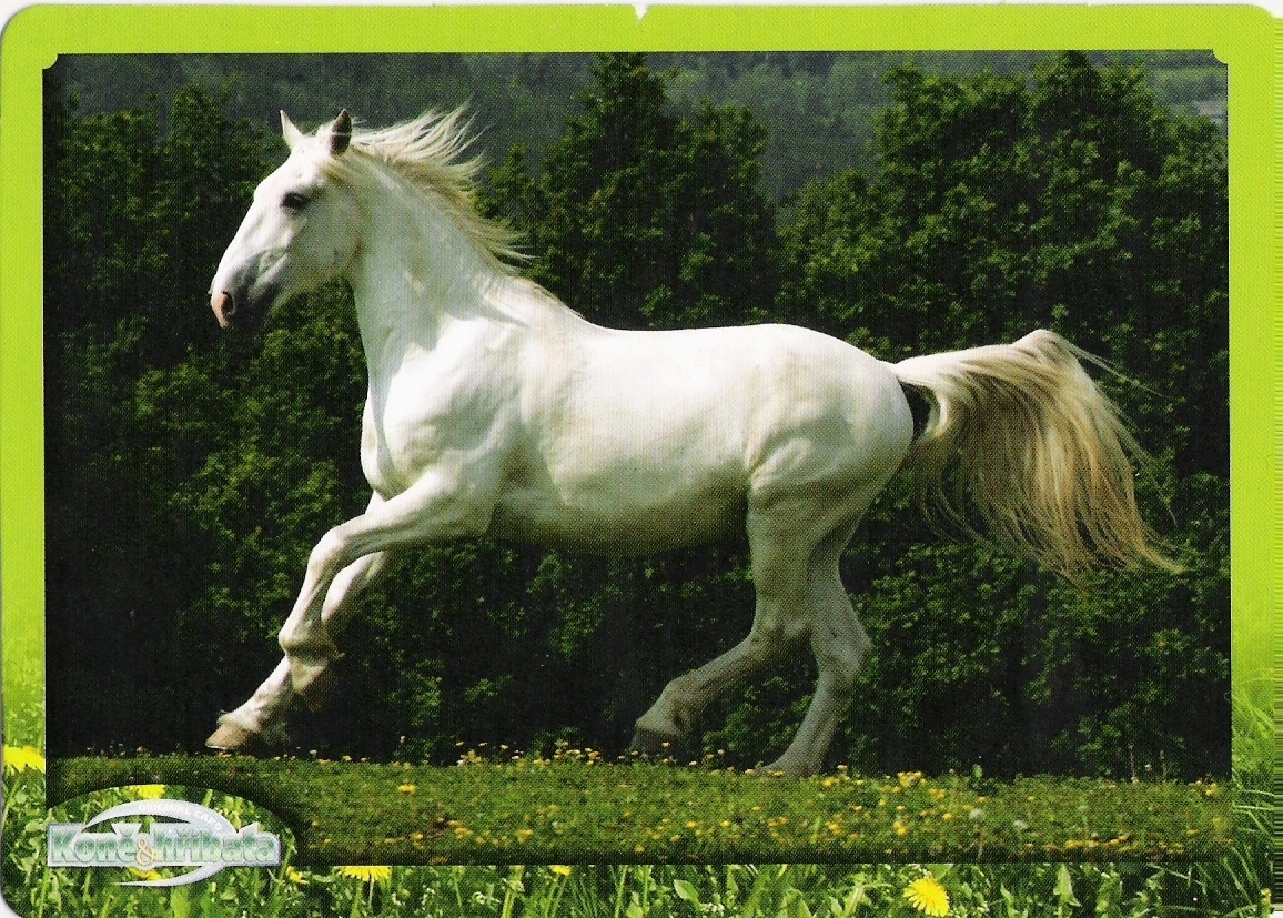 200602 Starokladrubský bělouš.jpg