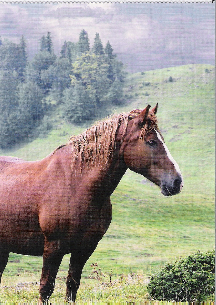 sejmout0011.jpg