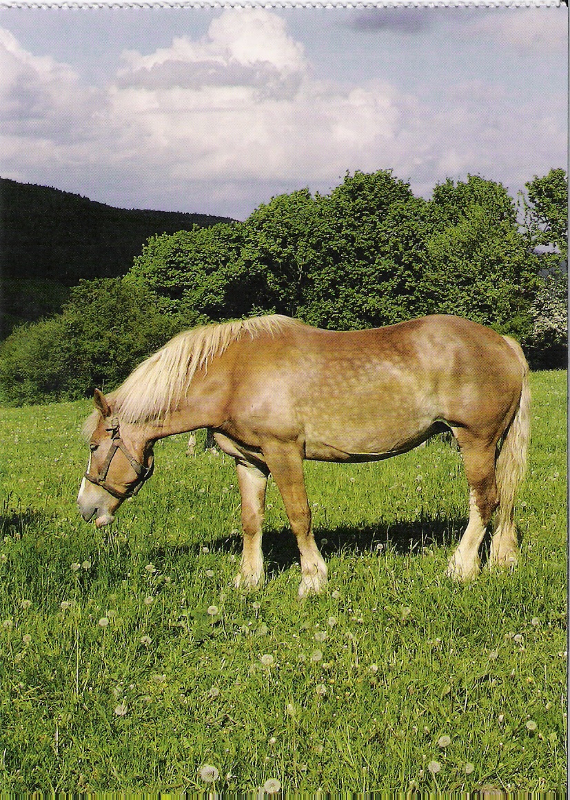 sejmout0015.jpg
