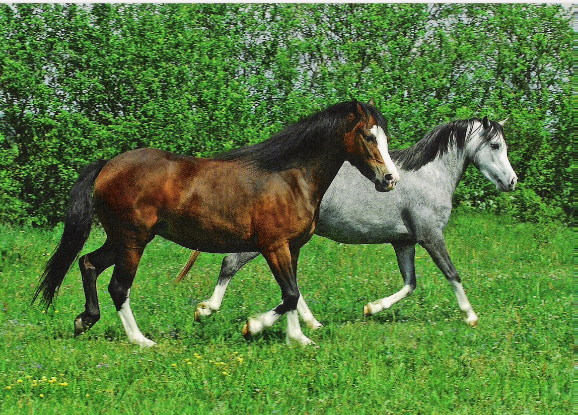 Welsh Mountain POny TRAWEL ROMANTIKA a TRAWEL REGINA.jpg