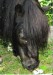 271 Shetlandský pony Nela.jpg